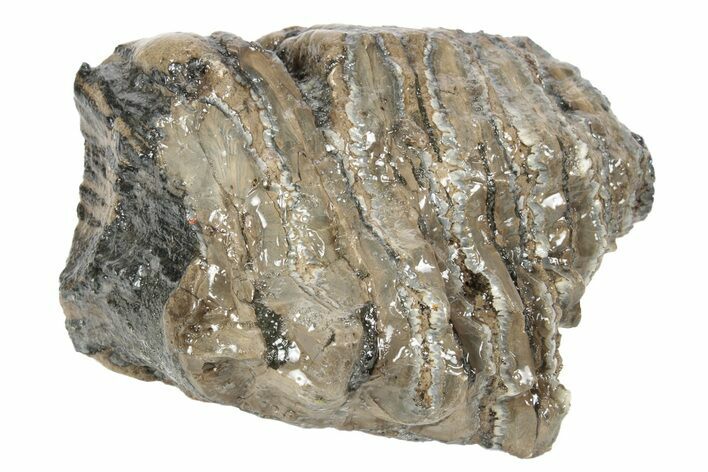Partial Southern Mammoth Molar - Hungary #235259